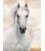 Imperial Stallion Diamond Dotz: 65x48 cm diamond painting