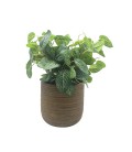 Fittonia Plant in robuuste cement pot 35cm