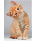 Dieren 